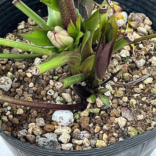 若泉ファームさんのクリスマスローズ:26-34セミダブル/4.5号ポット【現品販売】