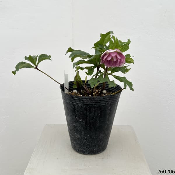 若泉ファームさんのクリスマスローズ：26-35ダブル／4.5号ポット【現品販売】