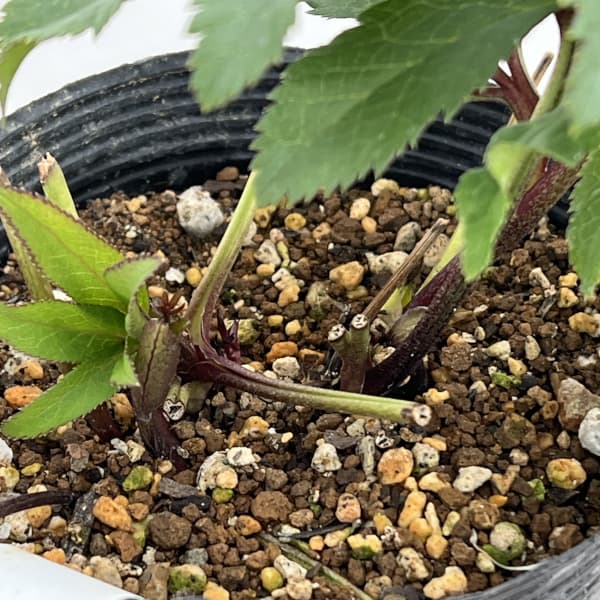 若泉ファームさんのクリスマスローズ：26-35ダブル／4.5号ポット【現品販売】