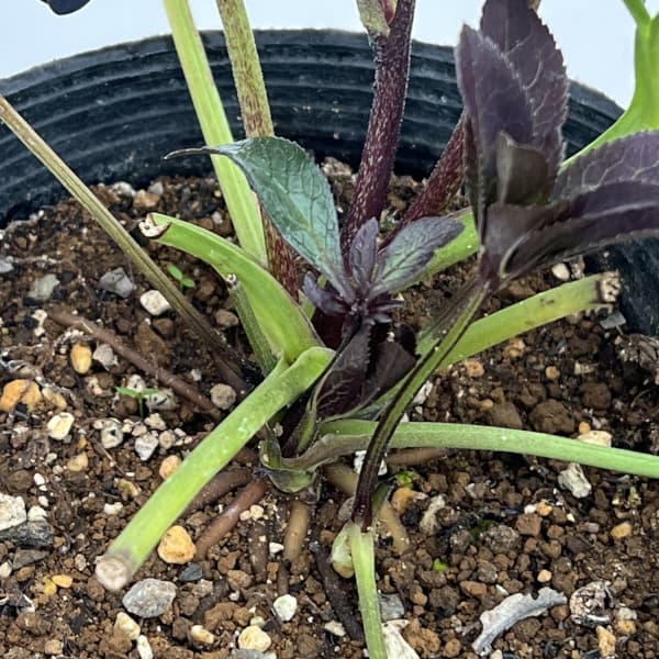 若泉ファームさんのクリスマスローズ：26-36シングル／4.5号ポット【現品販売】