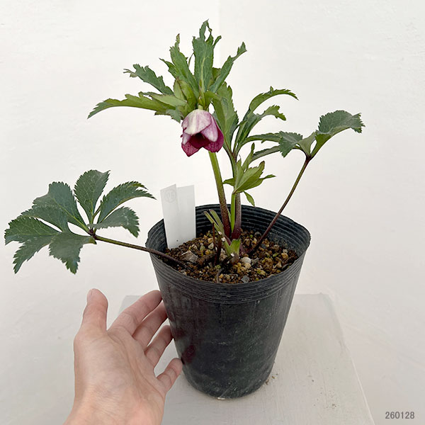 若泉ファームさんのクリスマスローズ：26-37セミダブル　リバーシブル4.5号ポット【現品販売】