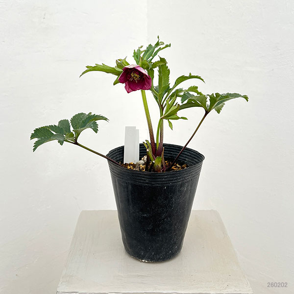 若泉ファームさんのクリスマスローズ：26-37セミダブル　リバーシブル4.5号ポット【現品販売】