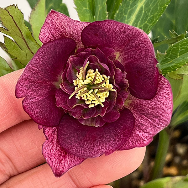 若泉ファームさんのクリスマスローズ：26-37セミダブル　リバーシブル4.5号ポット【現品販売】