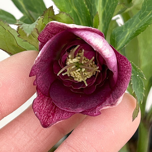 若泉ファームさんのクリスマスローズ：26-37セミダブル　リバーシブル4.5号ポット【現品販売】