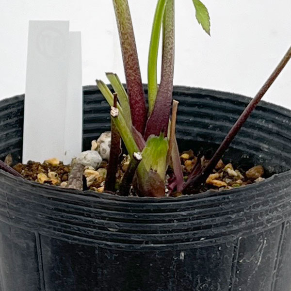 若泉ファームさんのクリスマスローズ：26-37セミダブル　リバーシブル4.5号ポット【現品販売】