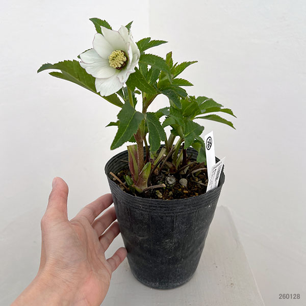 若泉ファームさんのクリスマスローズ：26-38シングル4.5号ポット【現品販売】