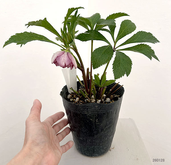 若泉ファームさんのクリスマスローズ：26-39ダブル4.5号ポット【現品販売】