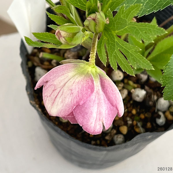 若泉ファームさんのクリスマスローズ：26-39ダブル4.5号ポット【現品販売】（咲き進み～開花終了株）