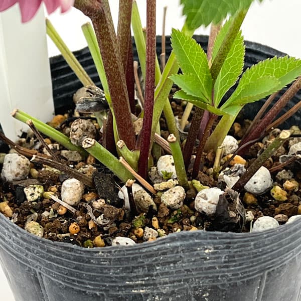 若泉ファームさんのクリスマスローズ：26-39ダブル4.5号ポット【現品販売】（咲き進み～開花終了株）