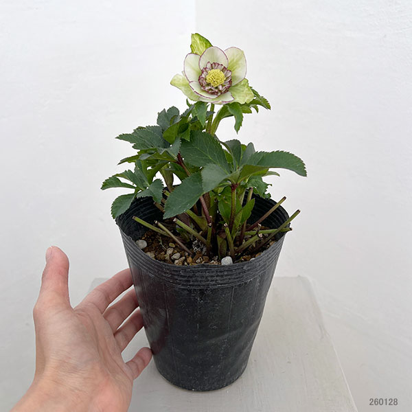 若泉ファームさんのクリスマスローズ:26-40セミダブル4.5号ポット【現品販売】