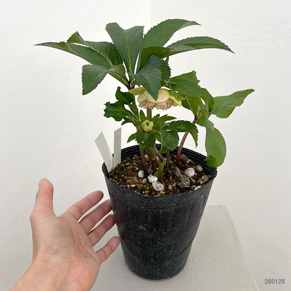 若泉ファームさんのクリスマスローズ:26-41ダブル4.5号ポット【現品販売】