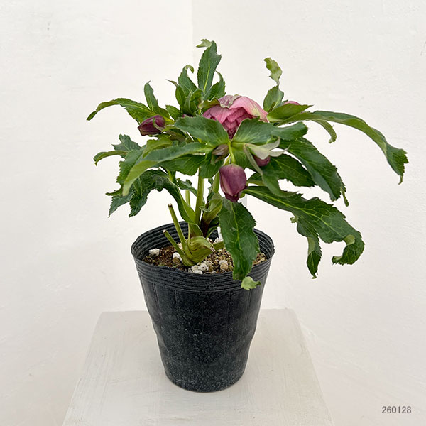 若泉ファームさんのクリスマスローズ：26-42ダブル4.5号ポット【現品販売】