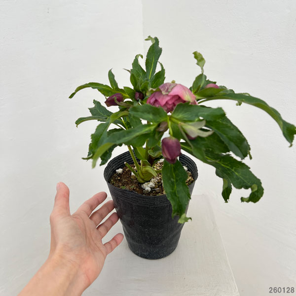 若泉ファームさんのクリスマスローズ：26-42ダブル4.5号ポット【現品販売】（咲き進み～開花終了株）