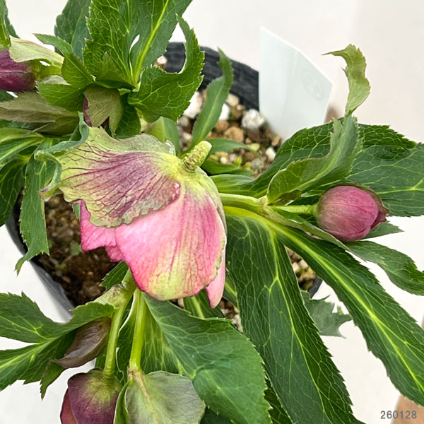 若泉ファームさんのクリスマスローズ：26-42ダブル4.5号ポット【現品販売】（咲き進み～開花終了株）