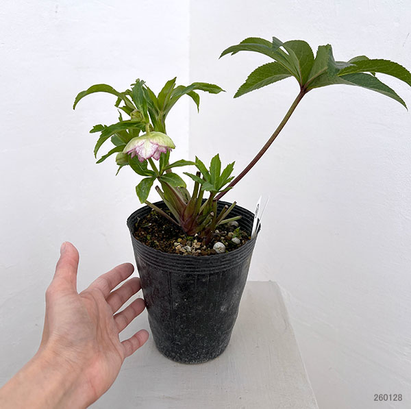 若泉ファームさんのクリスマスローズ:26-43ダブル4.5号ポット【現品販売】