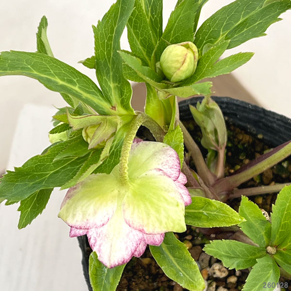 若泉ファームさんのクリスマスローズ：26-43ダブル4.5号ポット【現品販売】（咲き進み～開花終了株）