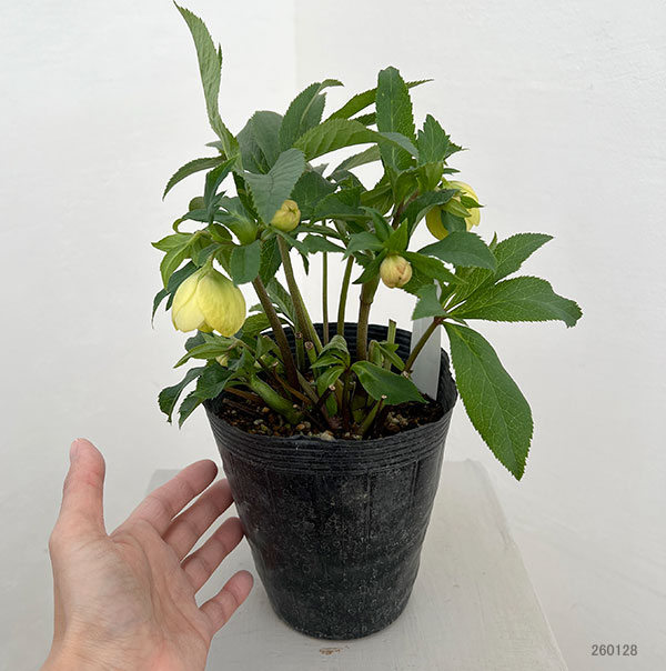 若泉ファームさんのクリスマスローズ:26-44ダブル4.5号ポット【現品販売】