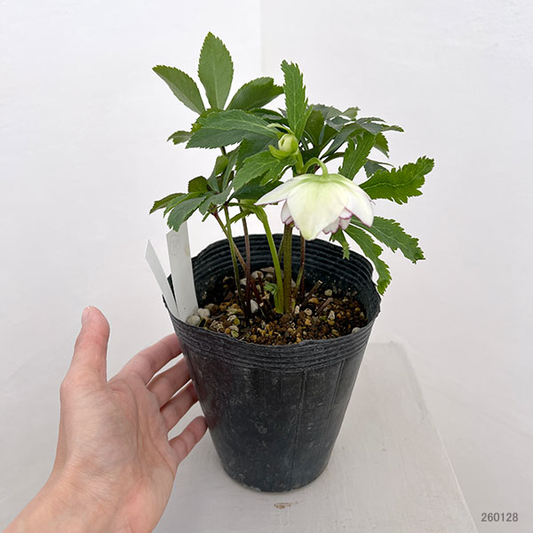 若泉ファームさんのクリスマスローズ:26-45ダブル4.5号ポット【現品販売】