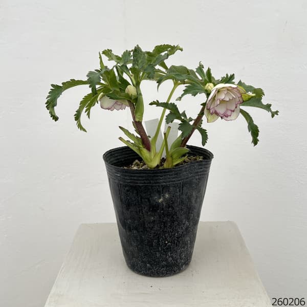 若泉ファームさんのクリスマスローズ：26-46ダブル／4.5号ポット【現品販売】