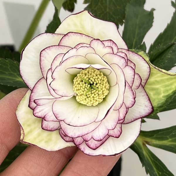 若泉ファームさんのクリスマスローズ：26-46ダブル／4.5号ポット【現品販売】