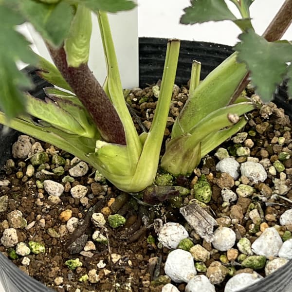 若泉ファームさんのクリスマスローズ：26-46ダブル／4.5号ポット【現品販売】