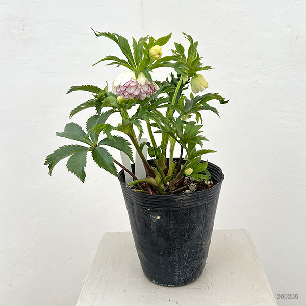 若泉ファームさんのクリスマスローズ：26-47ダブル／4.5号ポット【現品販売】