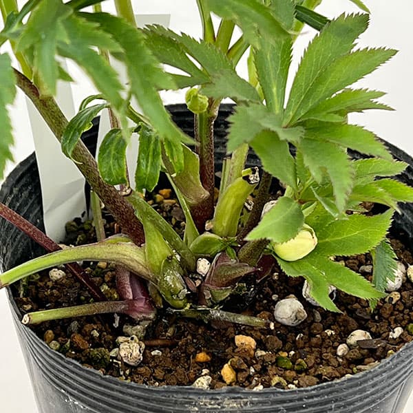 若泉ファームさんのクリスマスローズ：26-47ダブル／4.5号ポット【現品販売】