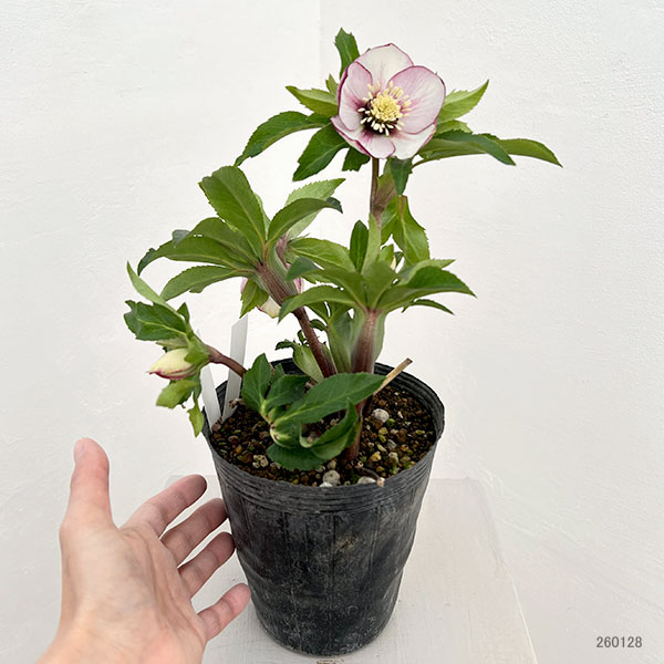 若泉ファームさんのクリスマスローズ：26-48シングル4.5号ポット【現品販売】