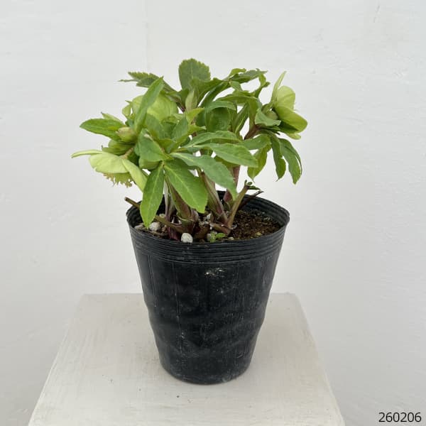 若泉ファームさんのクリスマスローズ：26-50セミダブル／4.5号ポット【現品販売】