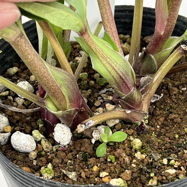 若泉ファームさんのクリスマスローズ：26-50セミダブル／4.5号ポット【現品販売】