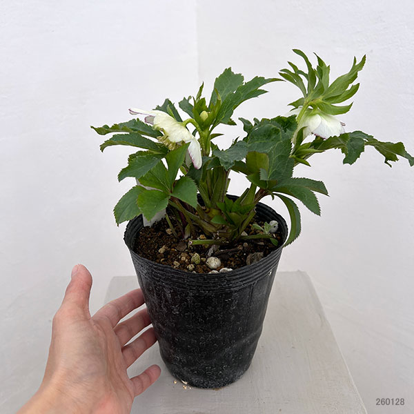 若泉ファームさんのクリスマスローズ:26-51セミダブル4.5号ポット【現品販売】