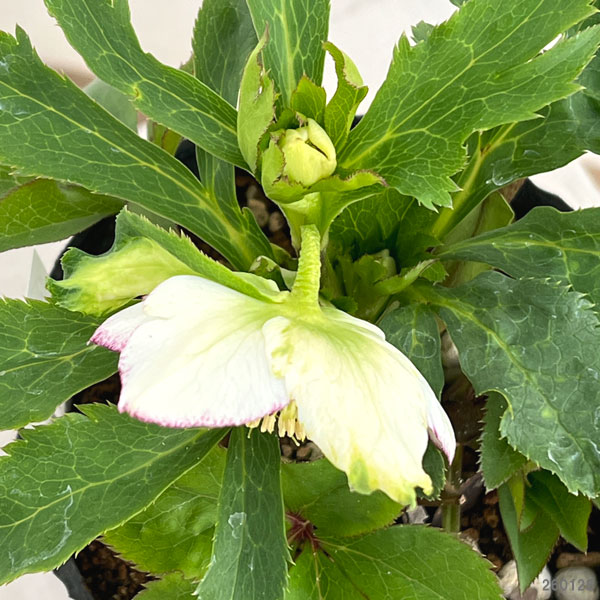 若泉ファームさんのクリスマスローズ：26-51セミダブル4.5号ポット【現品販売】（咲き進み～開花終了株）