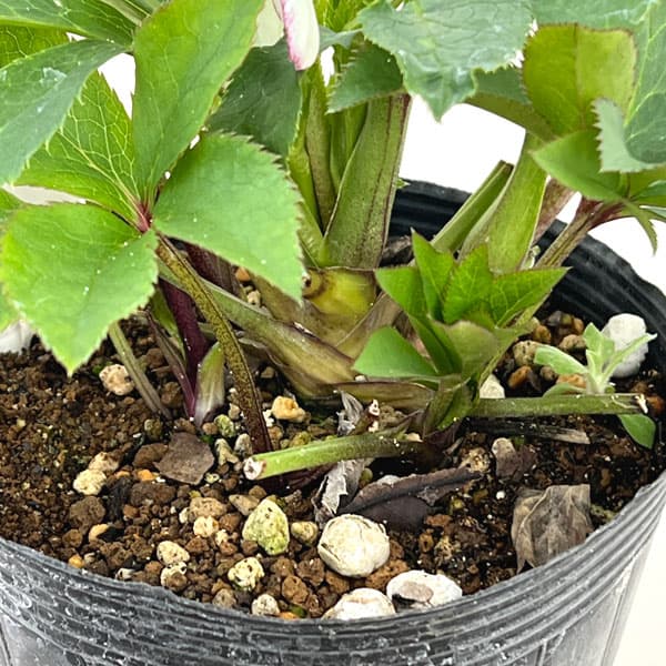 若泉ファームさんのクリスマスローズ：26-51セミダブル4.5号ポット【現品販売】（咲き進み～開花終了株）