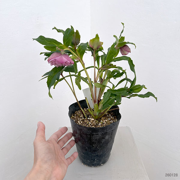 若泉ファームさんのクリスマスローズ:26-52ダブル4.5号ポット【現品販売】