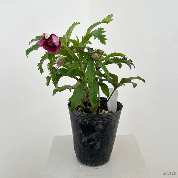 若泉ファームさんのクリスマスローズ：26-53ダブル4.5号ポット【現品販売】