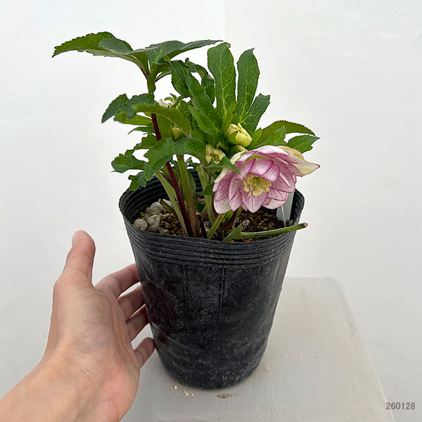若泉ファームさんのクリスマスローズ:26-54ダブル4.5号ポット【現品販売】