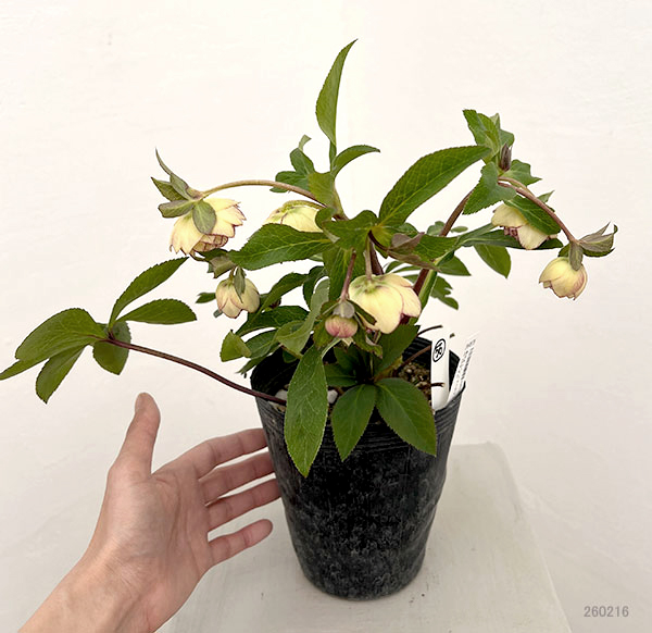 若泉ファームさんのクリスマスローズ:26-56ダブル/4.5号ポット【現品販売】