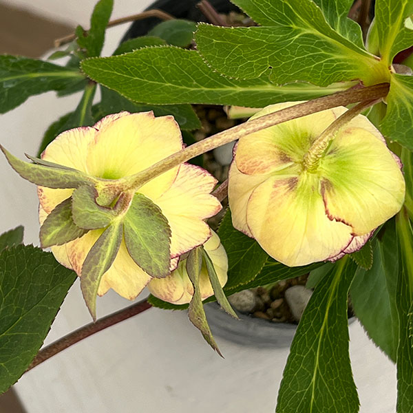 若泉ファームさんのクリスマスローズ:26-56ダブル/4.5号ポット【現品販売】