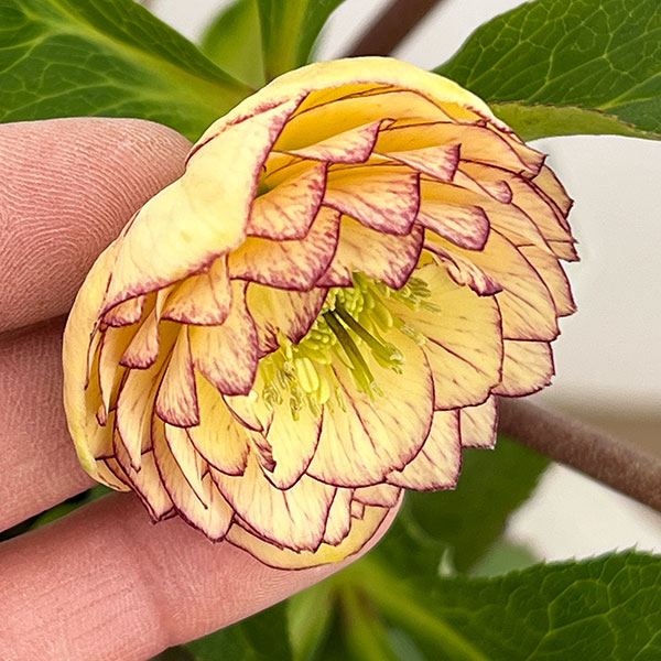 若泉ファームさんのクリスマスローズ:26-56ダブル/4.5号ポット【現品販売】