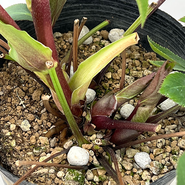 若泉ファームさんのクリスマスローズ:26-56ダブル/4.5号ポット【現品販売】