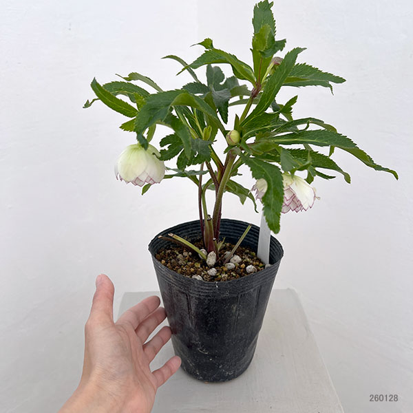 若泉ファームさんのクリスマスローズ：26-57ダブル4.5号ポット【現品販売】