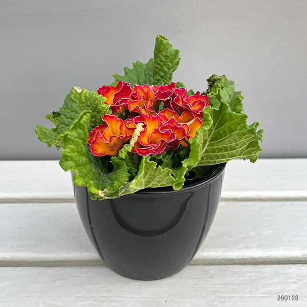 プリムラ：ポリアンサ  ロココ姫 オレンジ系4号ポット