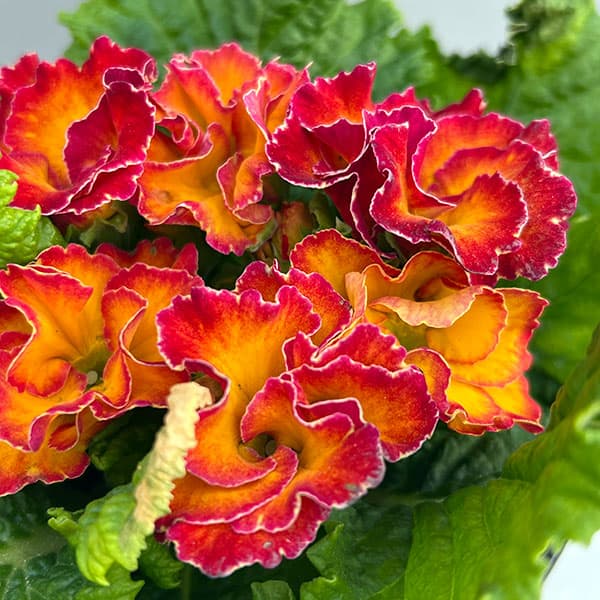 プリムラ：ポリアンサ  ロココ姫 オレンジ系4号ポット