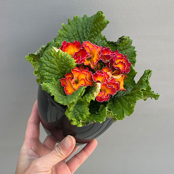 プリムラ：ポリアンサ  ロココ姫 オレンジ系4号ポット