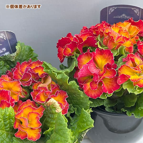 プリムラ：ポリアンサ  ロココ姫 オレンジ系4号ポット