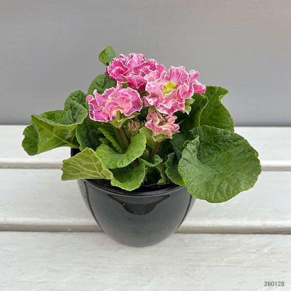 プリムラ：ポリアンサ  ロココ姫 ピンク系4号ポット