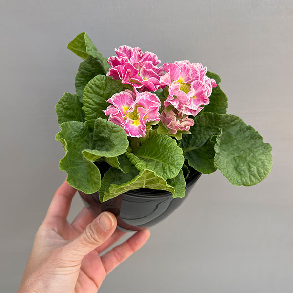 プリムラ：ポリアンサ  ロココ姫 ピンク系4号ポット