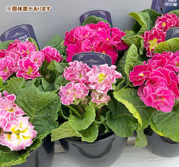 プリムラ：ポリアンサ  ロココ姫 ピンク系4号ポット