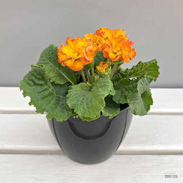 プリムラ:ポリアンサ ロココ姫 イエロー系4号ポット