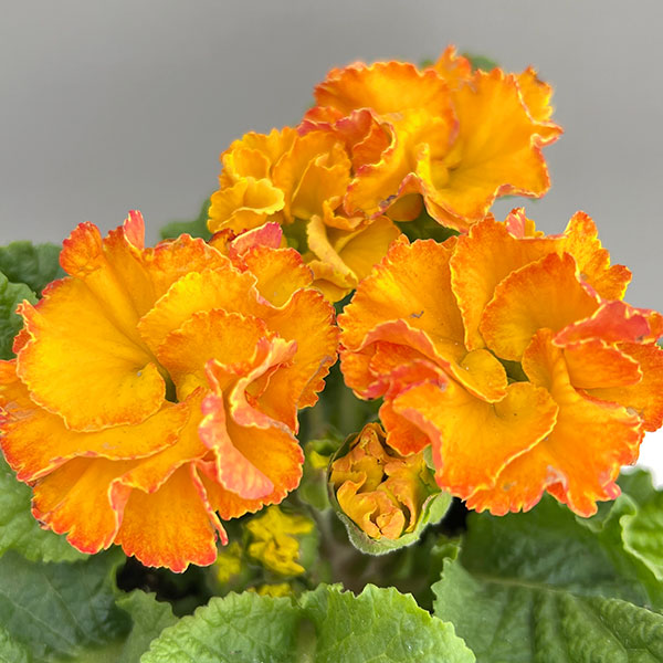 プリムラ:ポリアンサ ロココ姫 イエロー系4号ポット